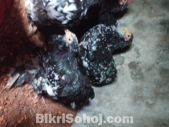 কোচিং মুরগী